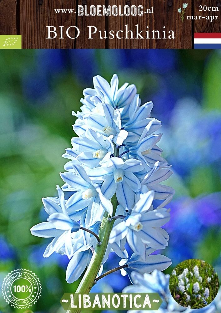 Bio Puschkinia 'Libanotica' biologische blauw-witte buishyacint saffierhyacint - Bloemoloog