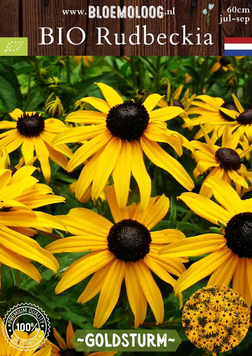 Bio Rudbeckia fulgida 'Goldsturm' - Gele zonnehoed | Bloemoloog