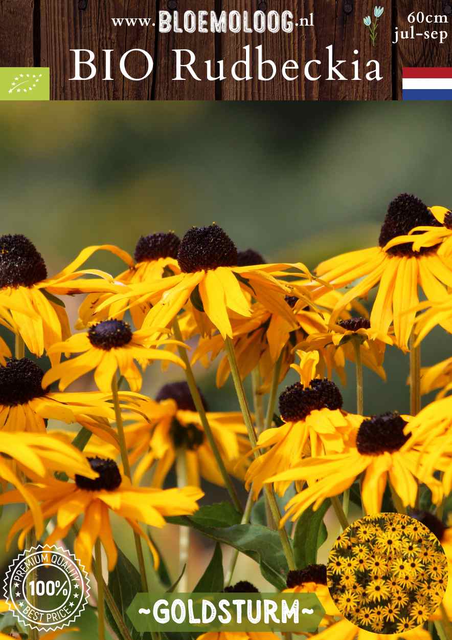 Bio Rudbeckia fulgida 'Goldsturm' - Gele zonnehoed | Bloemoloog