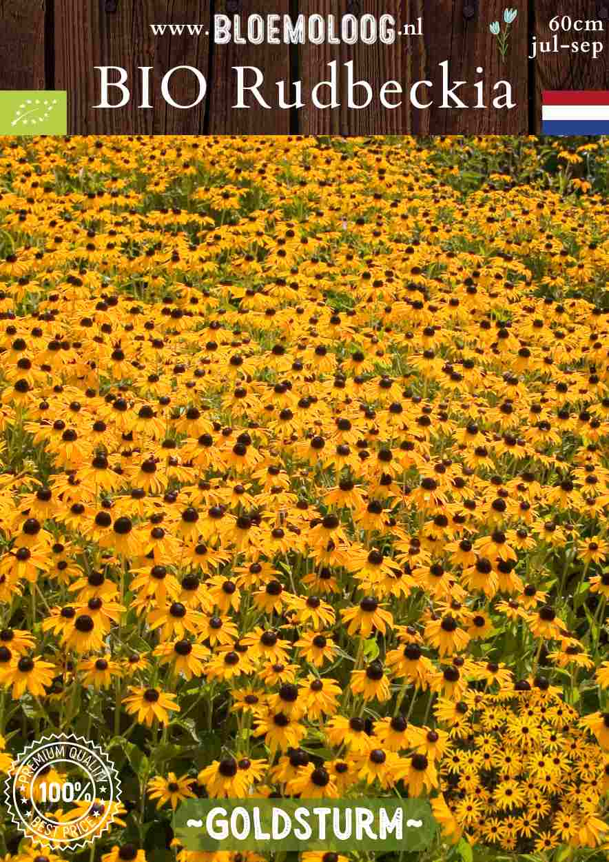 Bio Rudbeckia fulgida 'Goldsturm' - Gele zonnehoed | Bloemoloog