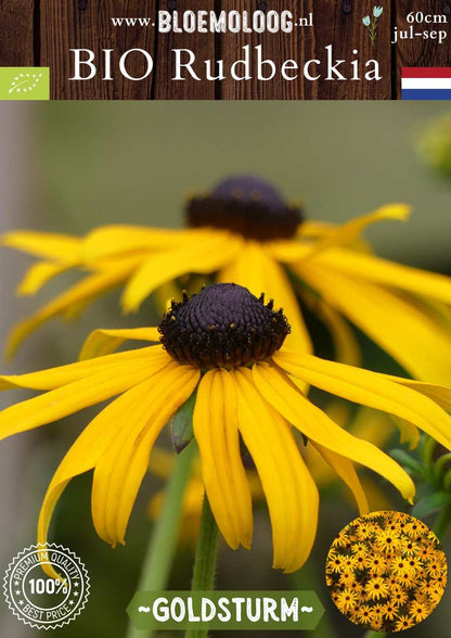 Bio Rudbeckia fulgida 'Goldsturm' - Gele zonnehoed | Bloemoloog