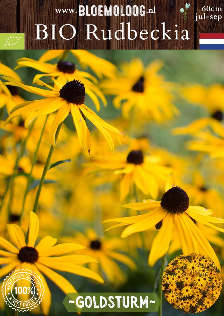 Bio Rudbeckia fulgida 'Goldsturm' - Gele zonnehoed | Bloemoloog