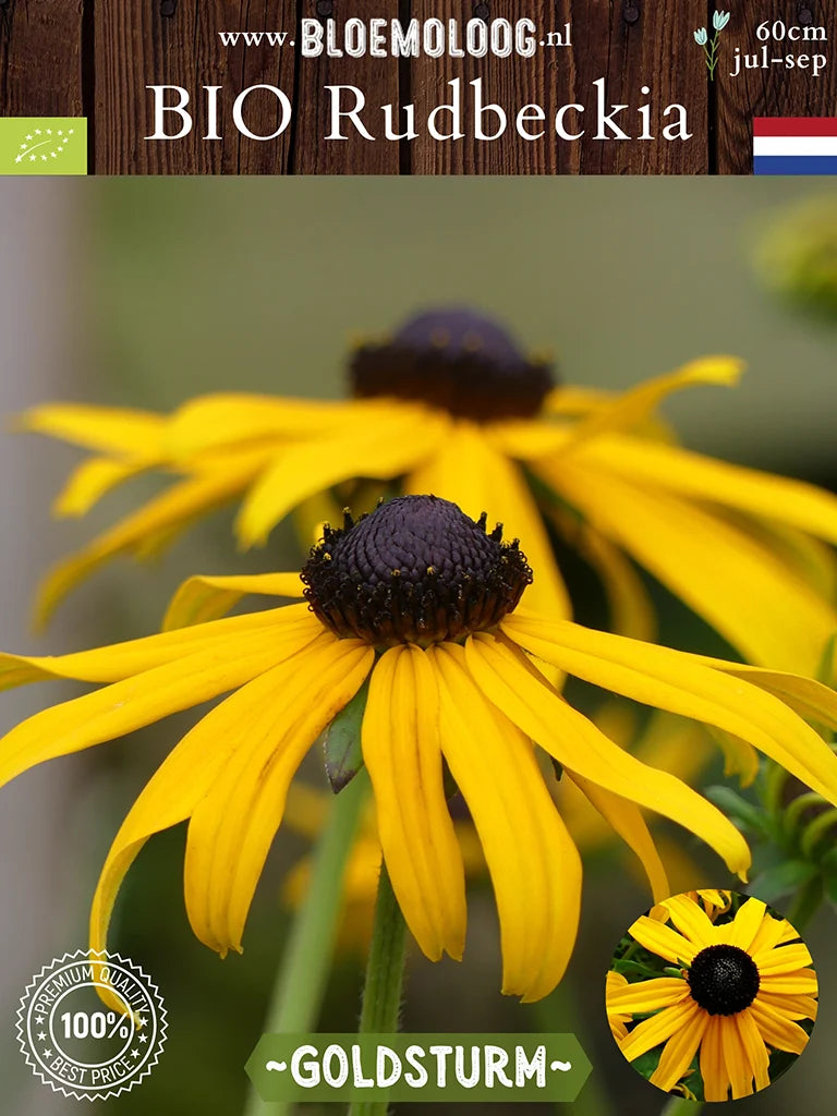 Bio Rudbeckia Fulgida Goldsturm Gele Zonnehoed Bloemoloog bio-rudbeckia-fulgida-goldsturm-gele-zonnehoed-bloemoloog