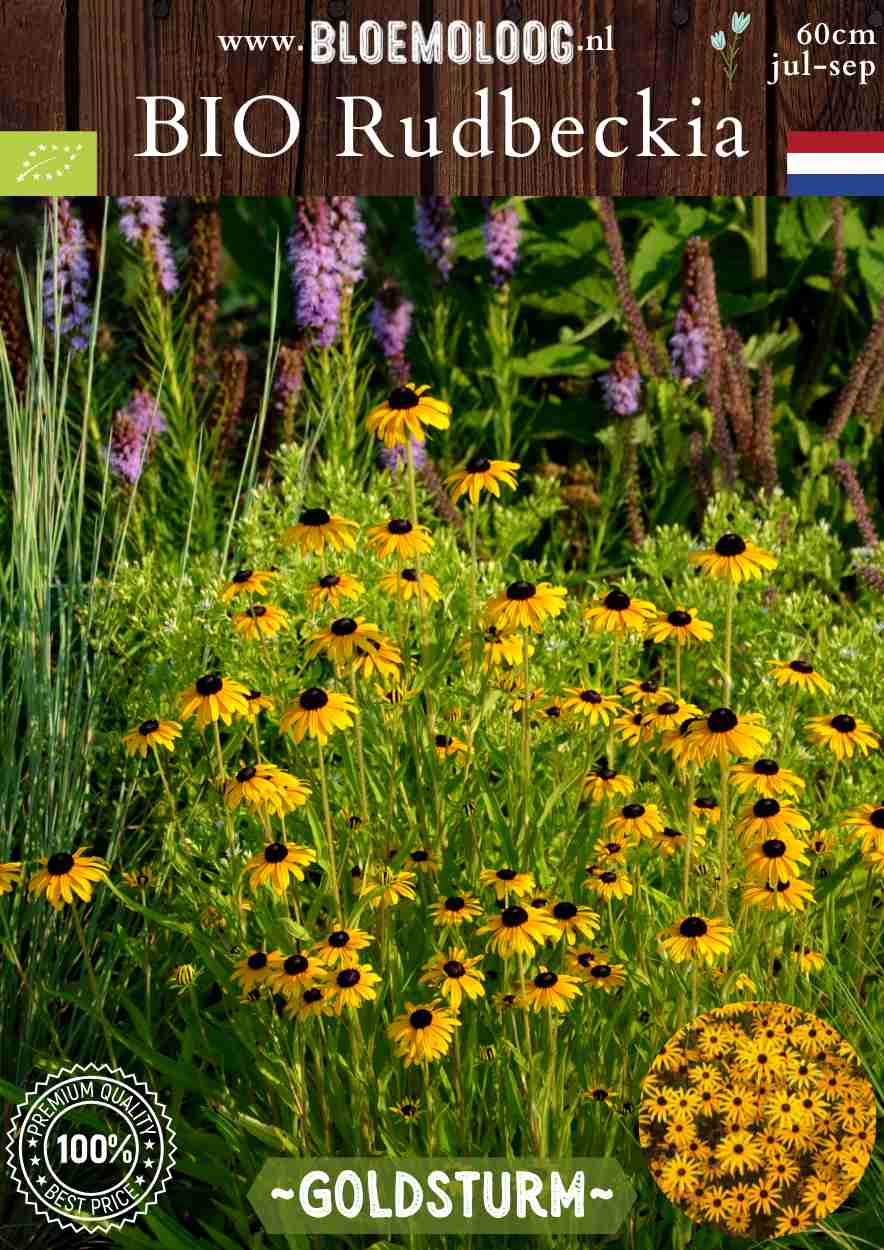 Bio Rudbeckia fulgida 'Goldsturm' - Gele zonnehoed | Bloemoloog