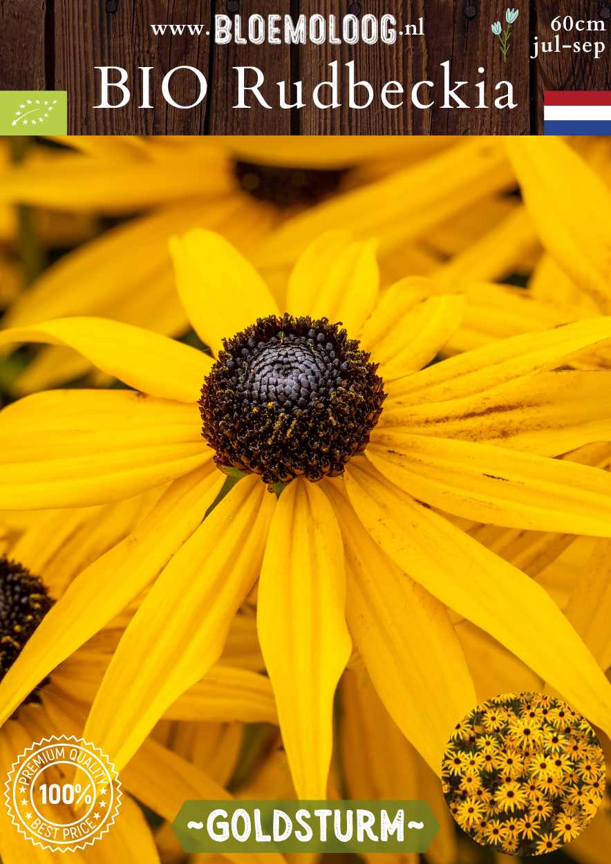 Bio Rudbeckia fulgida 'Goldsturm' - Gele zonnehoed | Bloemoloog