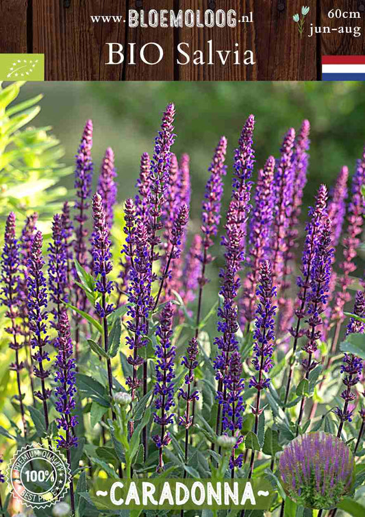 Bio Salvia Nemorosa 'Caradonna' - Bossalie salvia kopen | Bloemoloog.nl