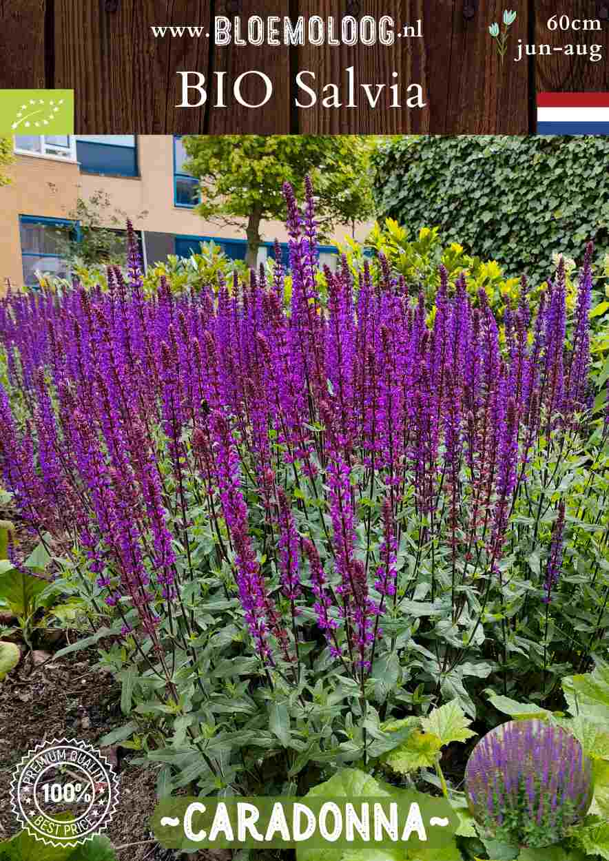 Bio Salvia Nemorosa 'Caradonna' - Bossalie salvia kopen | Bloemoloog.nl