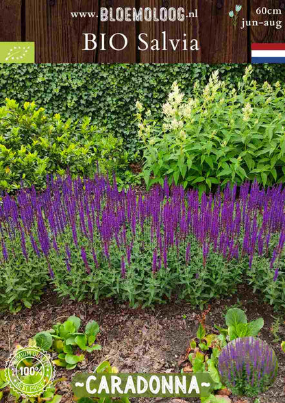 Bio Salvia Nemorosa 'Caradonna' - Bossalie salvia kopen | Bloemoloog.nl