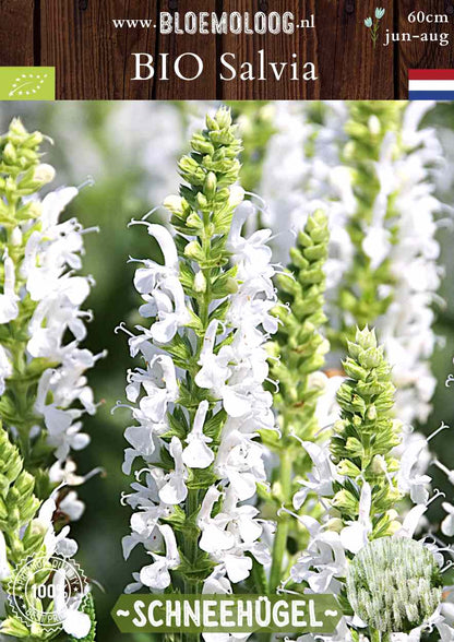 Bio Salvia Nemorosa 'Schneehugel' - witte bossalie Salvia kopen | Bloemoloog.nl