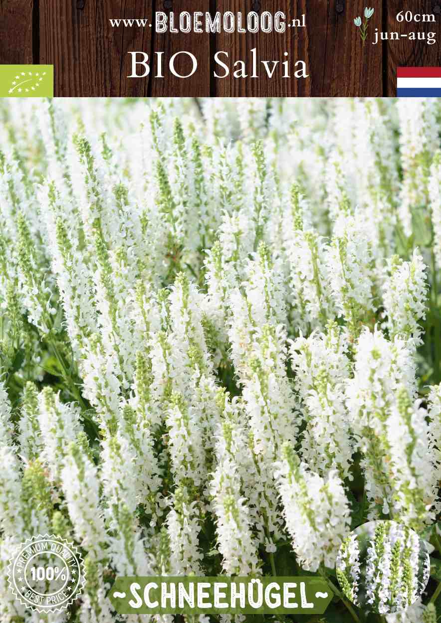 Bio Salvia Nemorosa 'Schneehugel' - witte bossalie Salvia kopen | Bloemoloog.nl