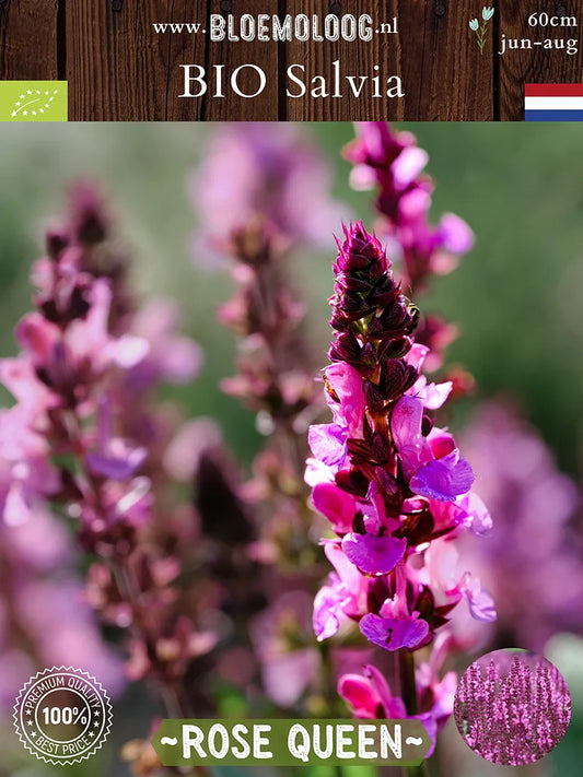 Bio Salvia x superba 'Rose Queen' - Roze Salvia close up