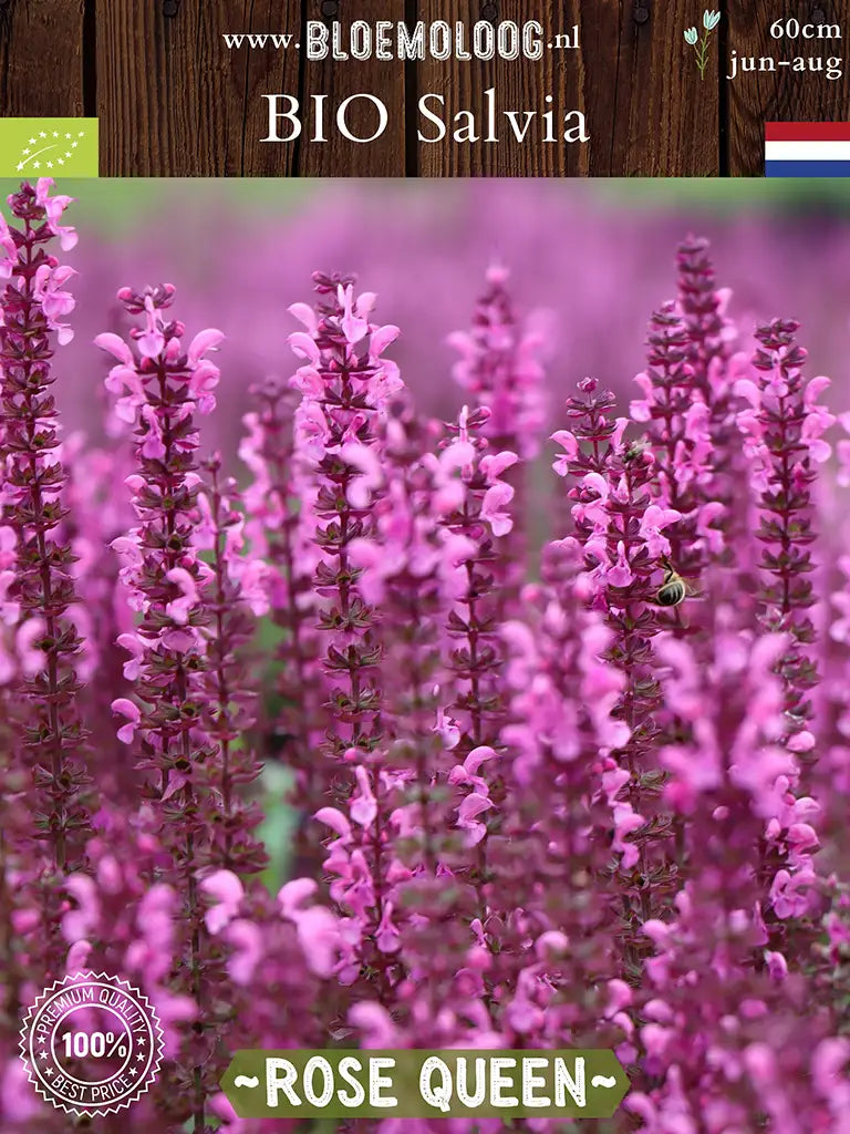 Bio Salvia x superba 'Rose Queen' - Roze Salvia met bij