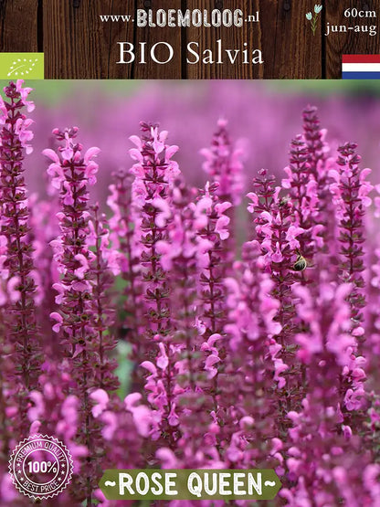 Bio Salvia x superba 'Rose Queen' - Roze Salvia met bij