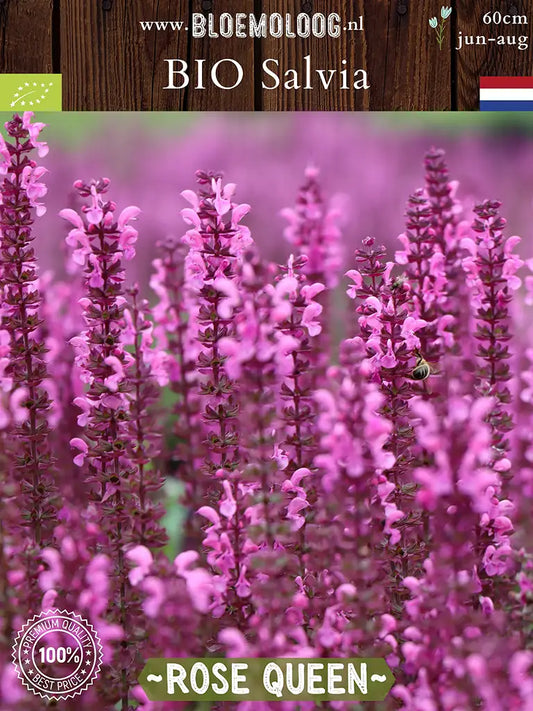 Bio Salvia x superba 'Rose Queen' - Roze Salvia met bij
