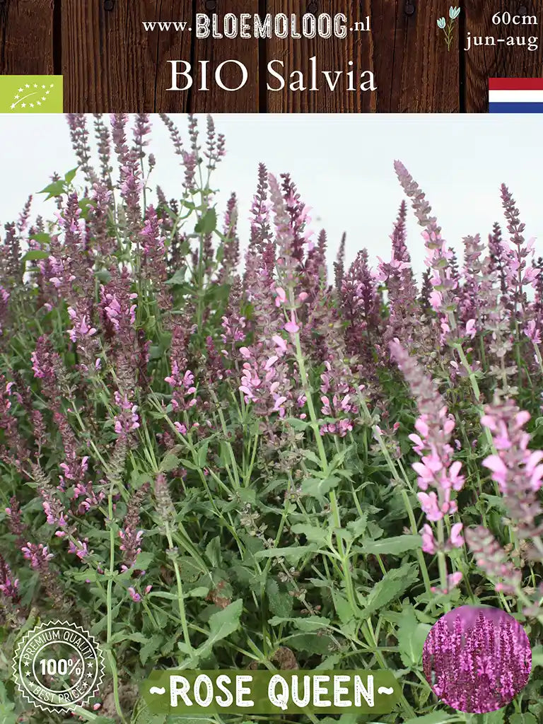 Bio Salvia x superba 'Rose Queen' - blad van de Roze Salvia