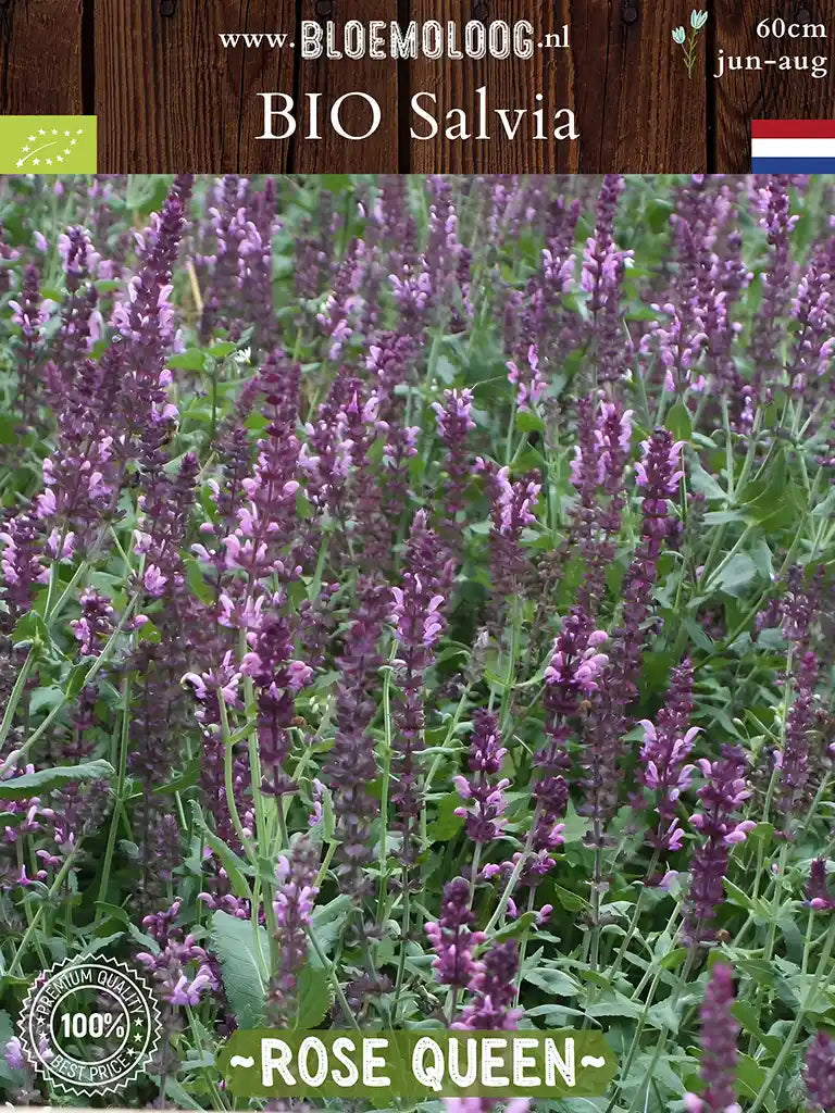 Bio Salvia x superba 'Rose Queen' - Roze Salvia