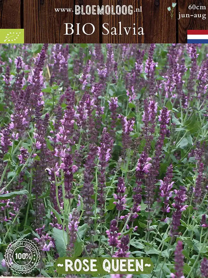Bio Salvia x superba 'Rose Queen' - Roze Salvia