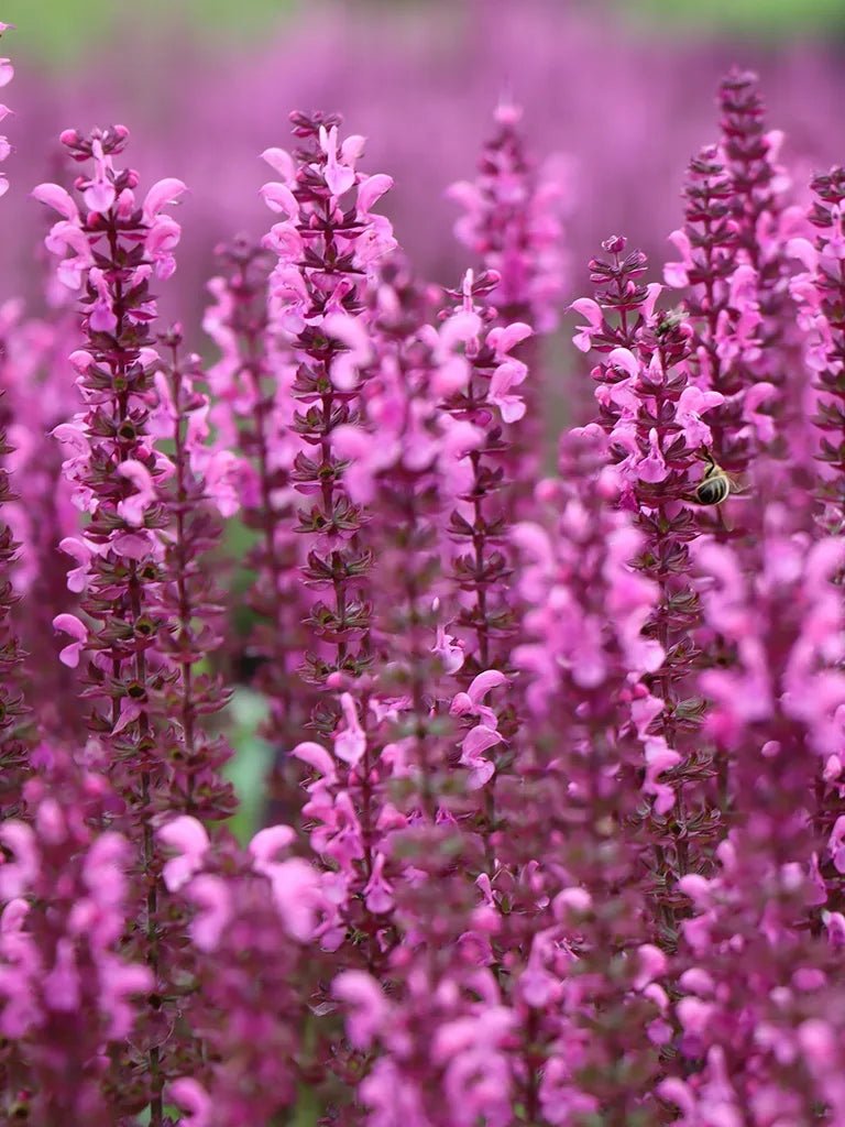 Bio Salvia x superba 'Rose Queen' - Roze Salvia zonder frame