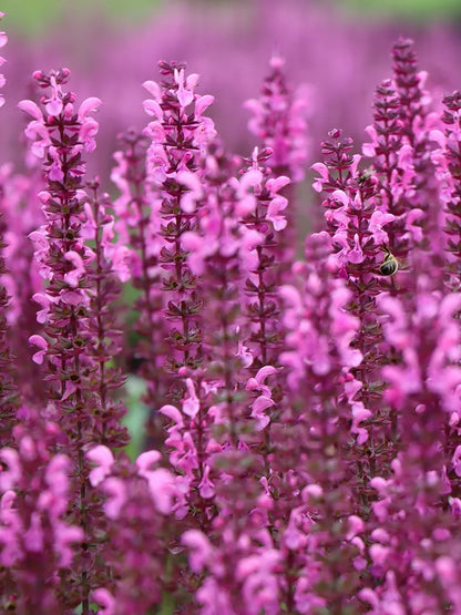 Bio Salvia x superba 'Rose Queen' - Roze Salvia zonder frame