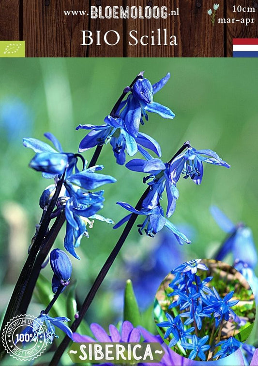 Bio Scilla 'Siberica' biologische blauwe Oosterse sterhyacint - Bloemoloog