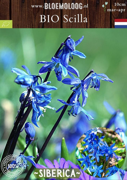 Bio Scilla 'Siberica' biologische blauwe Oosterse sterhyacint - Bloemoloog