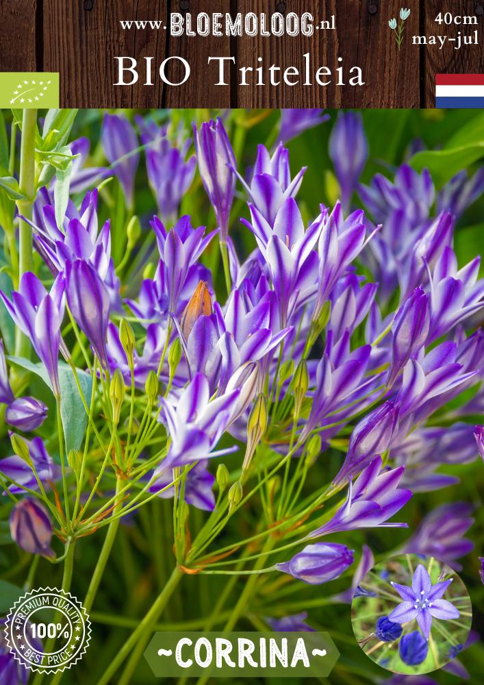 Organic Triteleia brodiaea 'Corrina' - Triplet lily | 10 pcs.