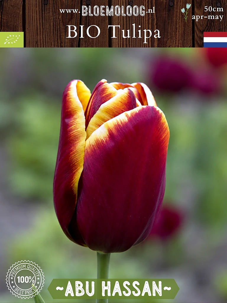 Biologische Tulipa 'Abu Hassan' - donkerrode Triumph tulp met goudgele rand