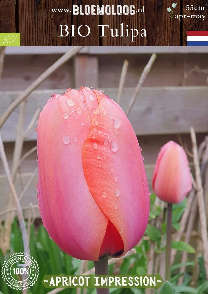 Bio Tulipa 'Apricot Impression' biologische abrikooskleurige Darwin Hybride  tulp - Bloemoloog