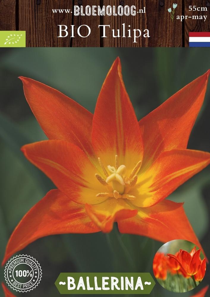 Bio Tulipa 'Ballerina' biologische leliebloemige oranje tulp - bloemoloog