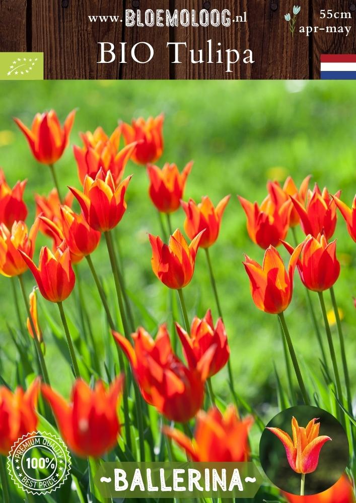Bio Tulipa 'Ballerina' biologische leliebloemige oranje tulp - bloemoloog