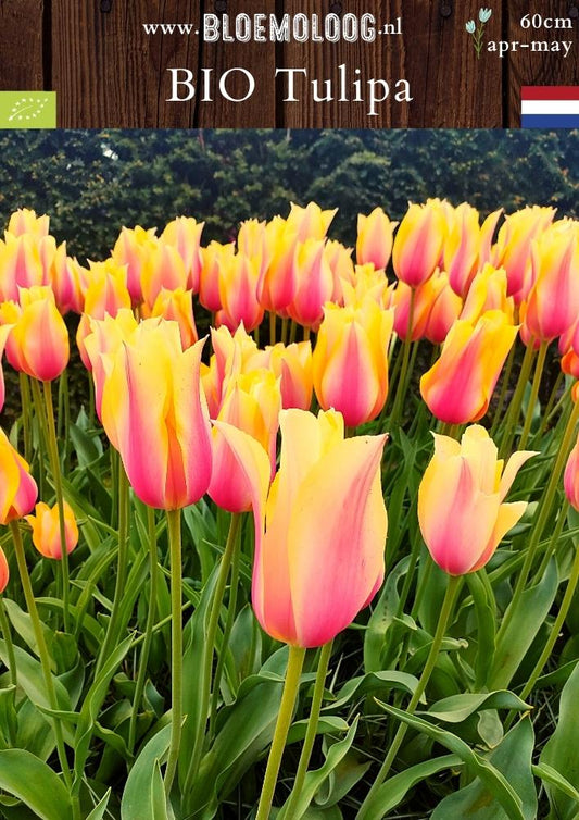 Bio Tulipa 'Blushing Lady' biologische lelietulp roze geel -Bloemoloog