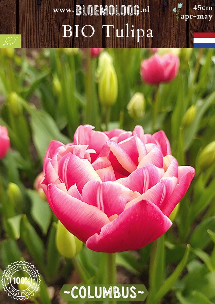 Bio Tulipa 'Columbus' biologische roze-witte dubbelbloemige pioentulpen - Bloemoloog