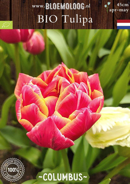 Bio Tulipa 'Columbus' biologische roze-witte dubbelbloemige pioentulpen - Bloemoloog