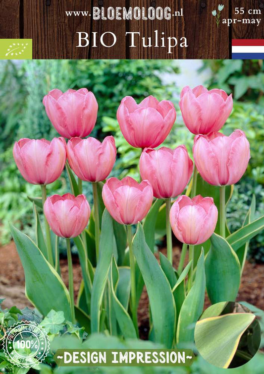 Bio Tulipa 'Design Impression' biologische roze reuzentulp met blad met gele rand Bloemoloog biologische bloembollen