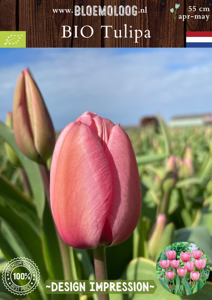 Bio Tulipa 'Design Impression' biologische roze reuzentulp met blad met gele rand Bloemoloog biologische bloembollen