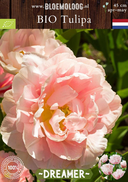 Bio Tulipa 'Dreamer' biologische roze dubbele tulp Bloemoloog biologische bloembollen