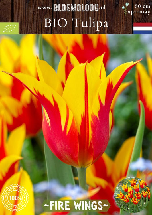 Bio Tulipa 'Fire Wings' biologische geel rode gevlamde lelietulp Bloemoloog biologische bloembollen