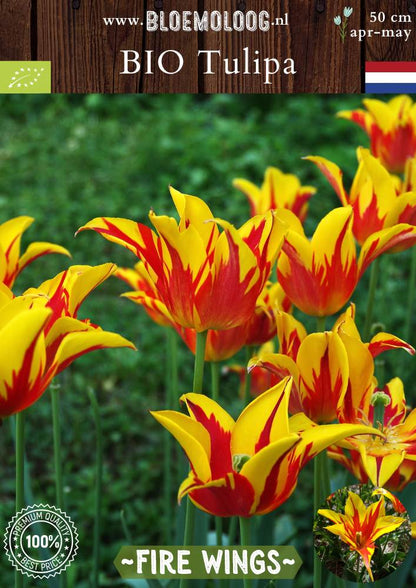 Bio Tulipa 'Fire Wings' biologische geel rode gevlamde lelietulp Bloemoloog biologische bloembollen
