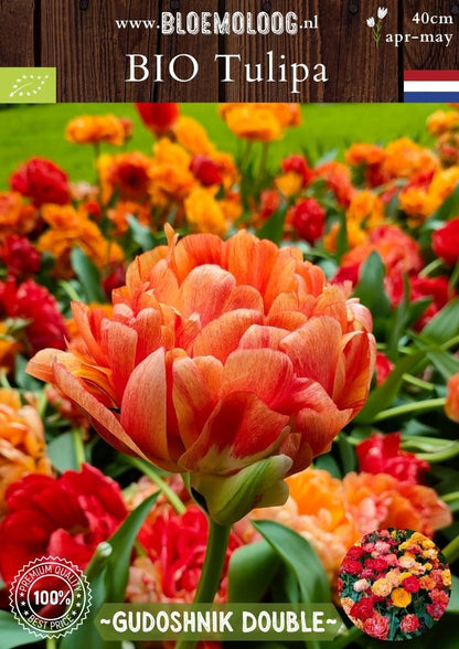 Bio Tulipa 'Gudoshnik Double' biologische oranje-rode pioentulp dubbelbloemig - Bloemoloog