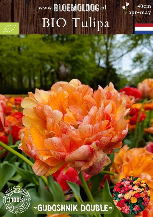 Bio Tulipa 'Gudoshnik Double' biologische oranje-rode pioentulp dubbelbloemig - Bloemoloog