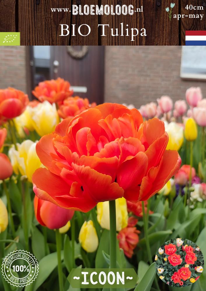 Bio Tulipa 'Icoon' biologische oranje dubbelbloemige tulp - Bloemoloog