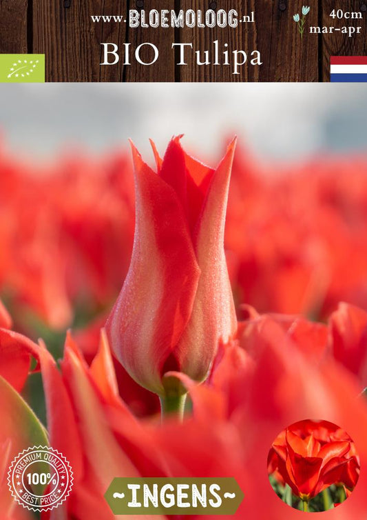 Bio Tulipa 'Ingens' biologische rode botanische fosteriana tulp - Bloemoloog