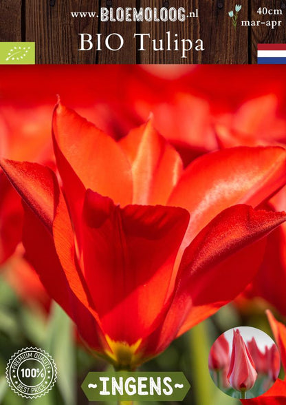 Bio Tulipa 'Ingens' biologische rode botanische fosteriana tulp - Bloemoloog