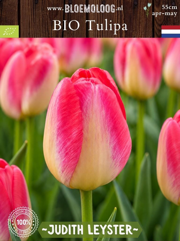 Bio-Tulipa 'Judith Leyster' | 7 Stk.