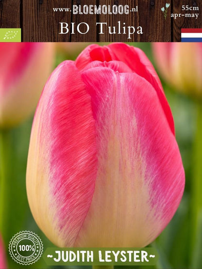 Bio-Tulipa 'Judith Leyster' | 7 Stk.