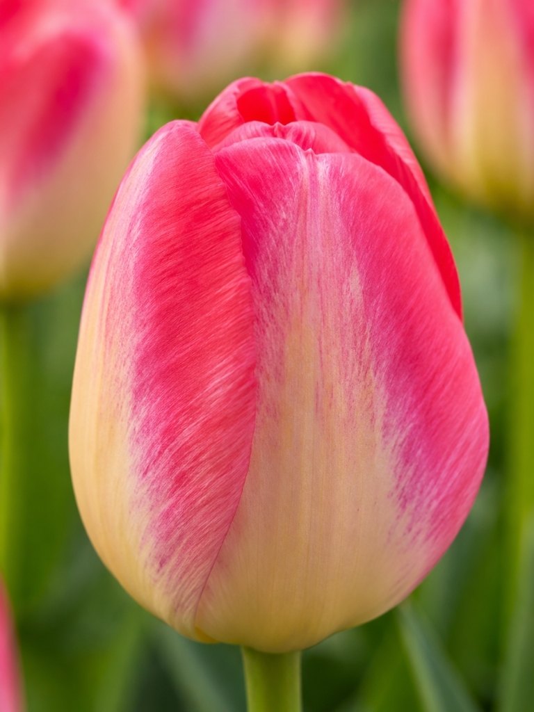 Bio-Tulipa 'Judith Leyster' | 7 Stk.