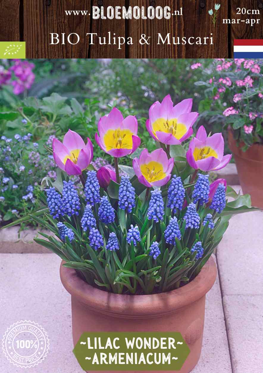 Bio Tulipa 'Lilac Wonder' & Muscari 'Armeniacum' roze gele botanische specietulpen wildtulpen blauwe druifjes biologische bloembollen bloemoloog