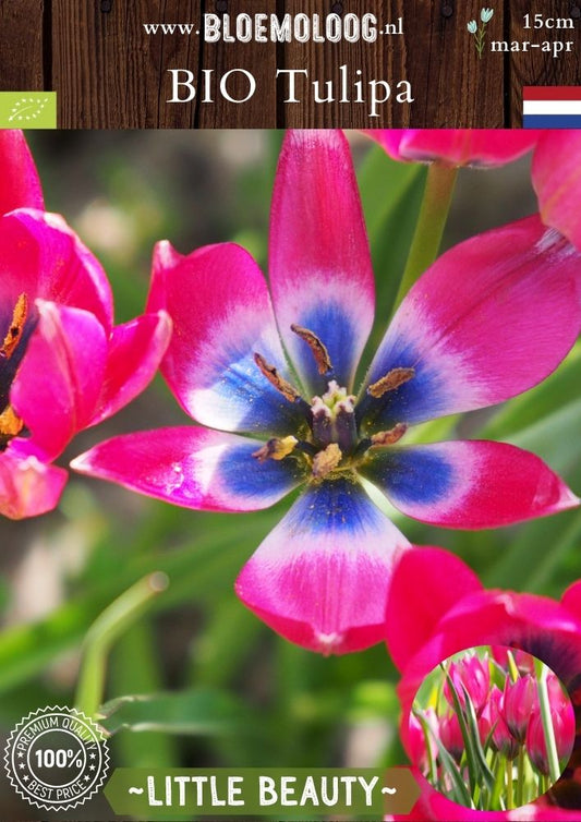 Bio Tulipa 'Little Beauty' biologische roze-blauwe Hageri wildtulp botanische tulp - Bloemoloog