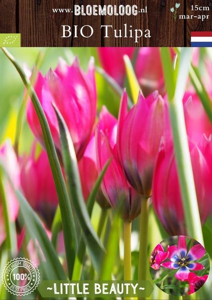 Bio Tulipa 'Little Beauty' biologische roze-blauwe Hageri wildtulp botanische tulp - Bloemoloog