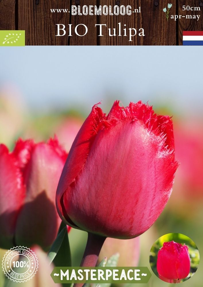 Bio Tulipa 'Masterpeace' biologische rode gefranjerde crispa tulp - Bloemoloog
